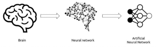 Gehirn als Vorlage für Künstliche Neuronale Netze (KNN)